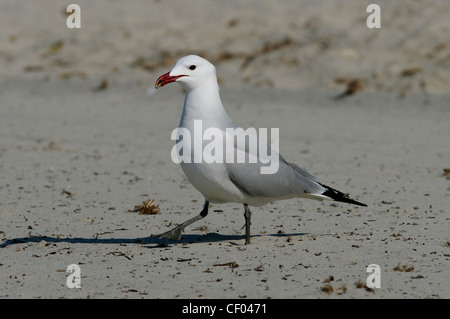 D'Audouin (Larus audouinii), Ibiza, Baléares, Espagne Banque D'Images