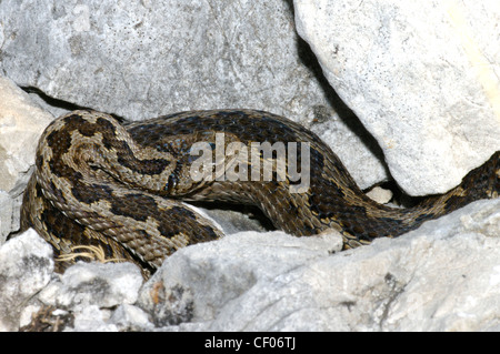 Meadow Viper, Viper, ou l'Orsini (Vipera ursinii), Parc National du Gran Sasso, Italie centrale Banque D'Images