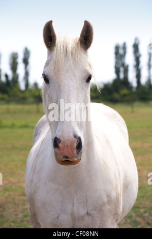 Un cheval blanc face caméra, pleine dans le cadre, dans un champ vert. Banque D'Images