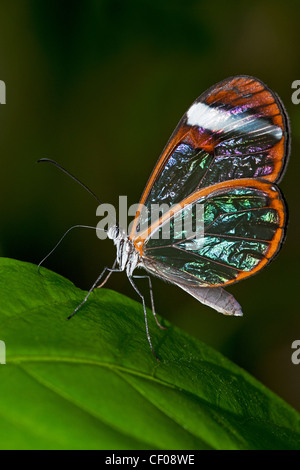 Une alimentation papillon Sésie Banque D'Images