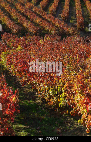 Wine farm Torres Vedras, portugal oeste, Banque D'Images