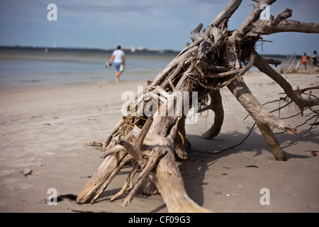 Vieux arbres échoués sur la plage, enterré arbre sur la plage, de la dérive,arbre mort enterré sur la plage de Floride,Beach Comber, Banque D'Images