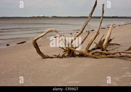 Vieux arbres échoués sur la plage, enterré arbre sur la plage, de la dérive Banque D'Images