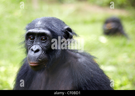 Les bonobos (pan paniscus), République démocratique du Congo, l'Afrique Banque D'Images