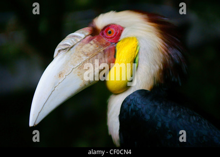 Plaine-bouffant mâle calao (Aceros subruficollis), Bogor, Indonésie Banque D'Images