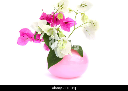 Bougainvillea fleurs roses et blanches dans un vase isolé sur fond blanc. Banque D'Images