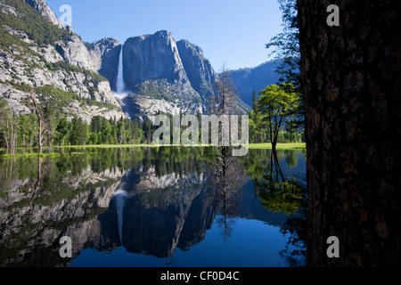 Yosemite Falls reflétée dans Sentinel Prairie inondée par la rivière Merced, Yosemite National Park, Californie Banque D'Images