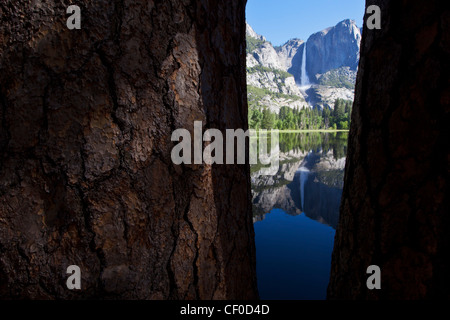 Arbre de pin ponderosa (Pinus ponderosa) avec Yosemite Falls reflète dans une prairie inondée - Yosemite National Park, Californie Banque D'Images