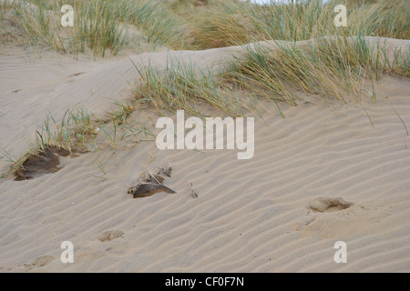 Motifs abstraits dans le sable et la plage de l'herbe sur les dunes de Camber Sands dans l'East Sussex Banque D'Images