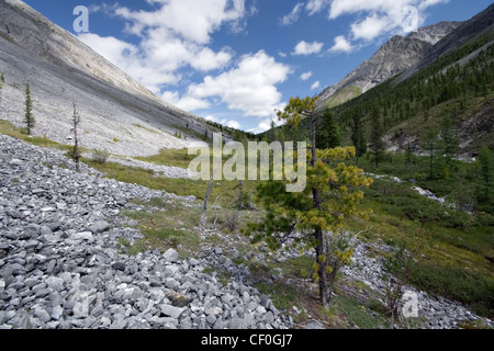 Seul le mélèze dans la vallée de montagne. Orient Sayans. Tunkinskie Goltsy. La Sibérie. République bouriate. La Russie. Banque D'Images