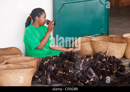 Préparation de la vanille dans une usine à Antalaha, est de Madagascar Banque D'Images