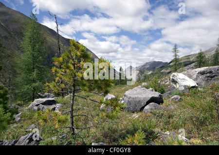 Seul le mélèze dans les jeunes de la vallée de montagne. Orient Sayans. Tunkinskie Goltsy. La Sibérie. République bouriate. La Russie. Banque D'Images