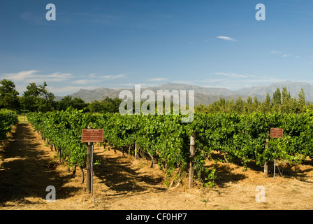 Rangées de vignes dans un vignoble près de Franschhoek dans la région de Western Cape, Afrique du Sud Banque D'Images