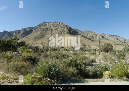 Formation de calcaire massif de montagnes Guadalupe avec cactus, Texas, États-Unis Banque D'Images