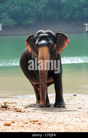 Éléphant de Kerala Banque D'Images