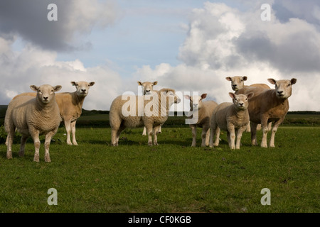 Troupeau de moutons loegel jet posées dans champ, Carmarthenshire, Pays de Galles du Sud Banque D'Images