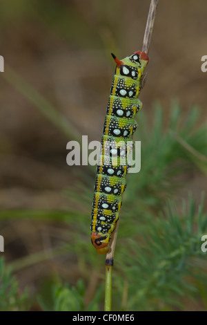 Wolfsmilchschwaermer Raupe, Hyles euphoriae, cocon de faucon-teigne Banque D'Images