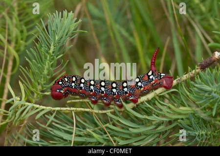 Wolfsmilchschwaermer Raupe, Hyles euphoriae, cocon de faucon-teigne Banque D'Images