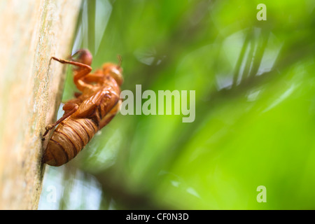 Cigale cas larvaire fixée sur un tronc d'arbre. Le Parc National de Cat Tien. Le Vietnam. Banque D'Images