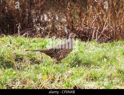 De type à collier mongol faisan commun (Phasianus colchicus) poule, au Wildlife & Wetlands Trust, Arundel, West Sussex, Angleterre Banque D'Images