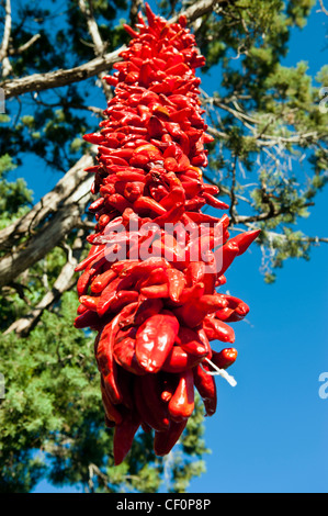 Une chaîne de Red Hot Chili Peppers accrochée à un arbre et le séchage au soleil Banque D'Images