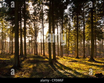 Glade en forêt avec la fin de l'après-midi des faisceaux de lumière du soleil éclatant à travers les arbres Banque D'Images