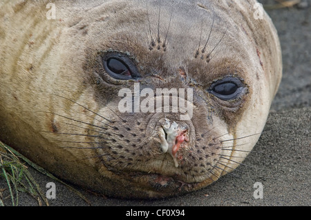 L'éléphant femelle seal (Mirounga leonina), Portrait, Sandy Bay, l'île Macquarie, Australie Banque D'Images