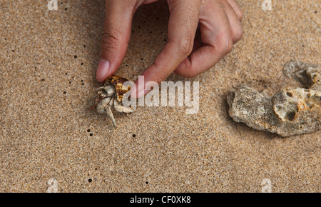 Libre d'un ermite (Pagurus bernhardus, Eupagurus bernhardus) sur la plage à Unawatuna, Sri Lanka Banque D'Images