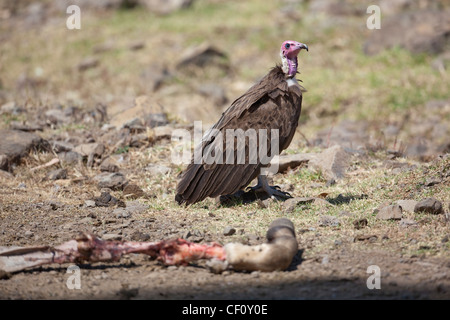 Hooded Vulture (Necrosyrtes monachus). Des profils attirés par la carcasse d'âne sur la route. L'Éthiopie. Banque D'Images