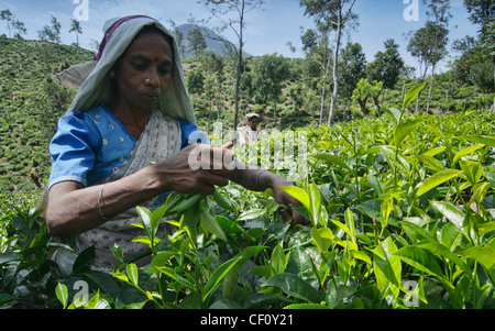 Un Tamoul plateau picker travaillant sur la plantation près de Ella, Sri Lanka Banque D'Images