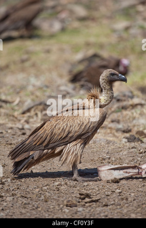 Vautour africain (Gyps africanus) bengalensis. L'Éthiopie. Banque D'Images