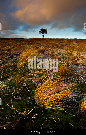 Lone Pine Tree et herbes sur le North York Moors National Park en hiver Banque D'Images