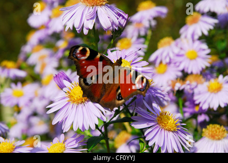 Papillon paon sur Michaelmas daisy. Close-up Banque D'Images