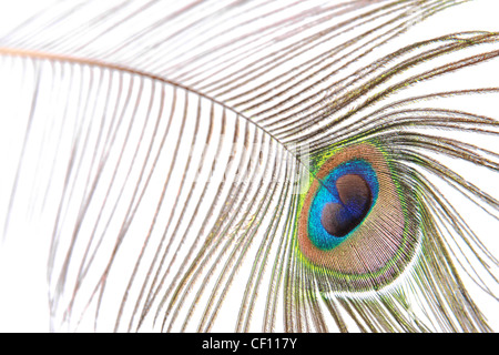 plume de paon Banque D'Images