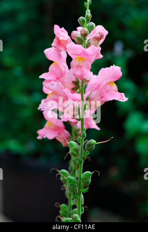 Fleur Rose MUFLIER ANTIRRHINUM OU Banque D'Images