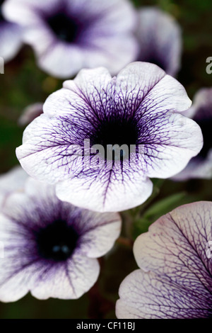 FLEURS DE PÉTUNIA Banque D'Images