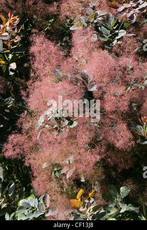 Cotinus, Chittamwood américain sauvage, arbre de fumée, bois jaune, Cotinus obovatus Anacardiaceae, serrula x. Banque D'Images