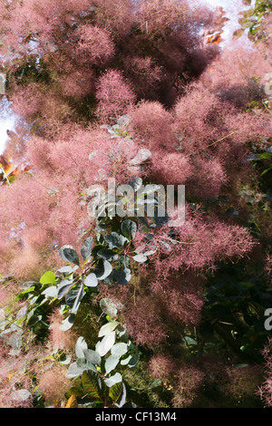 Cotinus, Chittamwood américain sauvage, arbre de fumée, bois jaune, Cotinus obovatus Anacardiaceae, serrula x. Banque D'Images