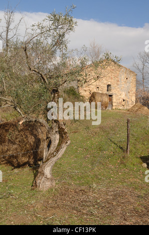 Portrait d'une vieille ferme en Basilicate, dans le sud de l'Italie Banque D'Images