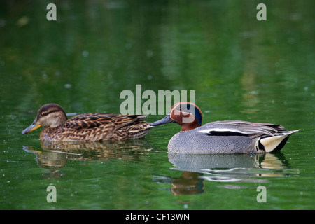 Eurasian Teal / Common Teal (Anas crecca) mâle et femelle couple swimming in pond Banque D'Images