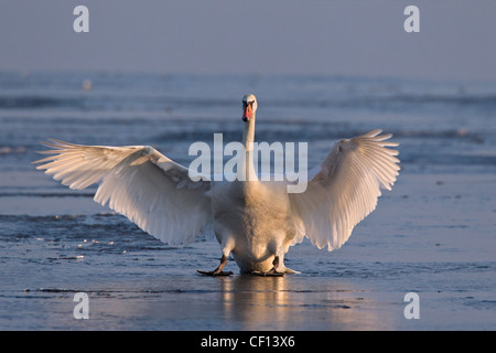 Mute swan (Cygnus olor) atterrissage sur lac gelé en hiver, Allemagne Banque D'Images