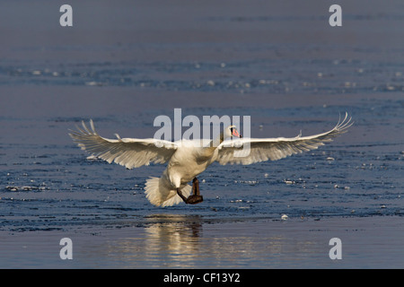 Mute swan (Cygnus olor) atterrissage sur lac gelé en hiver, Allemagne Banque D'Images