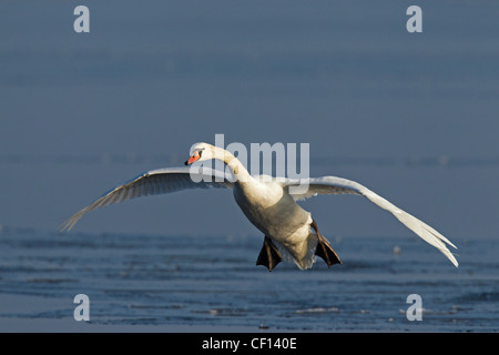 Mute swan (Cygnus olor) atterrissage sur lac gelé en hiver, Allemagne Banque D'Images