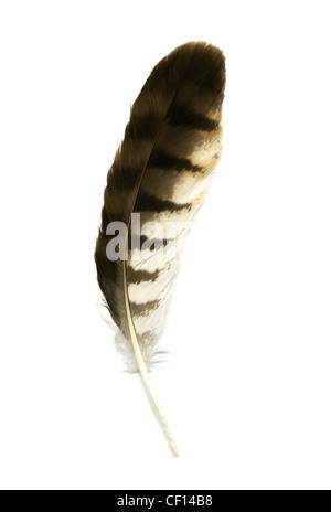 Chouette hulotte ou de bois, des plumes d'aile Owl Strix Aluco enr sylvatica, Strigidae. Banque D'Images