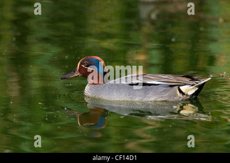 Eurasian Teal / Common Teal (Anas crecca), mâle, nager dans l'étang Banque D'Images