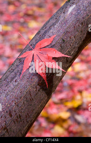 Macro Close up de feuilles d'érable sur une branche humide à l'Arboretum National de Westonbirt Arboretum Banque D'Images