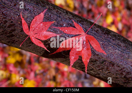 Macro Close up de feuilles d'érable sur une branche humide à l'Arboretum National de Westonbirt Arboretum Banque D'Images