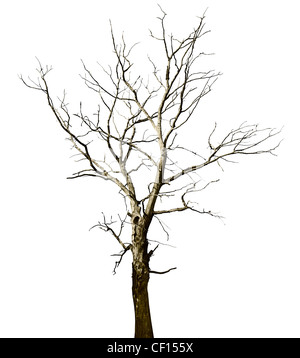 Perdu un grand arbre séché - chêne, isolé sur fond blanc Banque D'Images