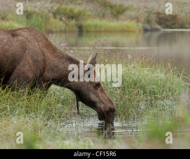 Les Orignaux (Alces alces) se nourrit d'herbes aquatiques au bord d'un étang, trou électrique Parc National Denali, en Alaska. Banque D'Images