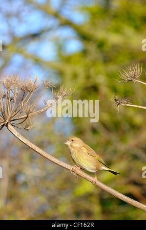 Verdier, Carduelis chloris, perché sur la berce du Caucase, Heracleum mantegazzianum, Norfolk, Angleterre, octobre Banque D'Images